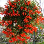 Begonia boliviensis  Bellavista Orange